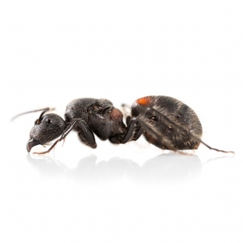 Camponotus mutilarius (xiangban)